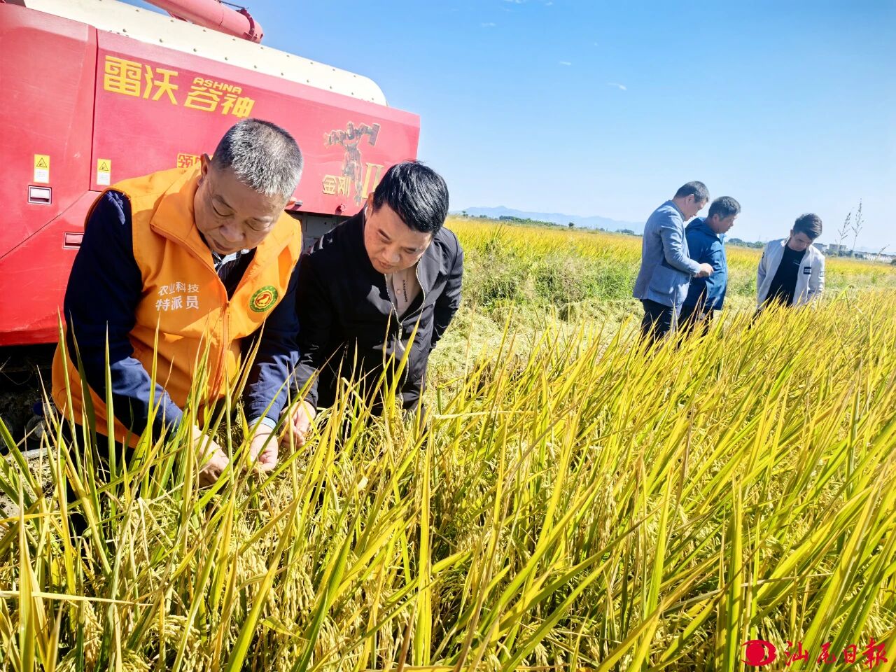 22万亩晚稻迎丰收！海丰科技赋能推动“农业+”融合释放产业乘数效应