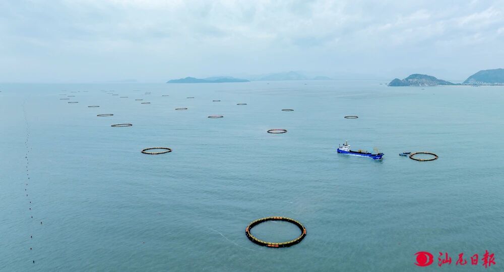 三十万斤鱼苗投放！华润零碳现代化海洋牧场项目取得新进展