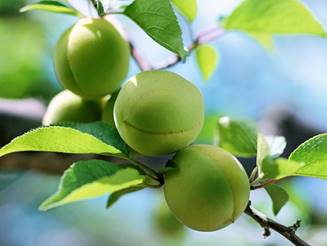 青梅